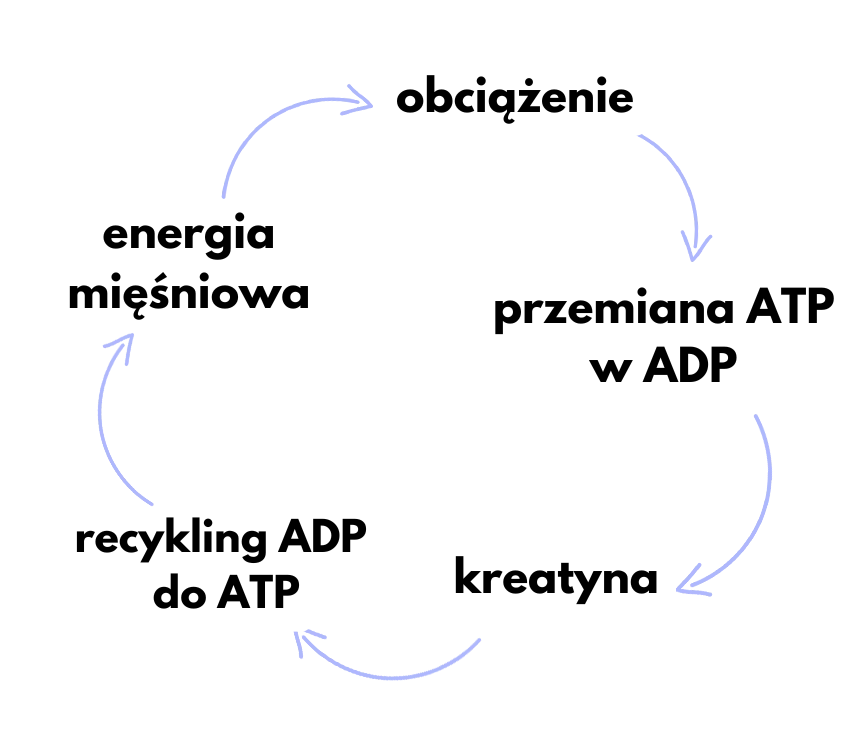 jak-funguje-kreatin-PL
